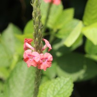 Stachytarpheta mutabilis (Jacq.) Vahl